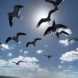 Meet your Posher, Winfred